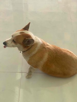chó corgi
