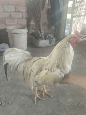 Gà trạng 2kg den2kg6. Mua bán Gà tại Huyện Mang Thít Vĩnh Long được đăng bởi Đạt Nguyễn