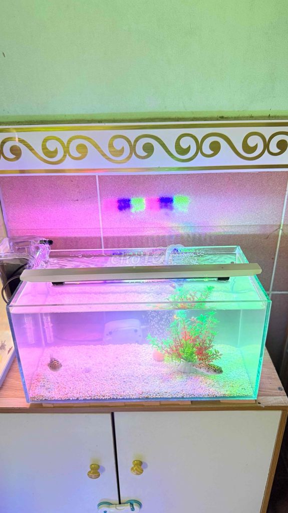 Bể cá cảnh Kính 40x20x20cm. Mua bán Phụ kiện, Thức ăn, Dịch vụ tại Huyện Hóc Môn Tp Hồ Chí Minh được đăng bởi Duong hình 1