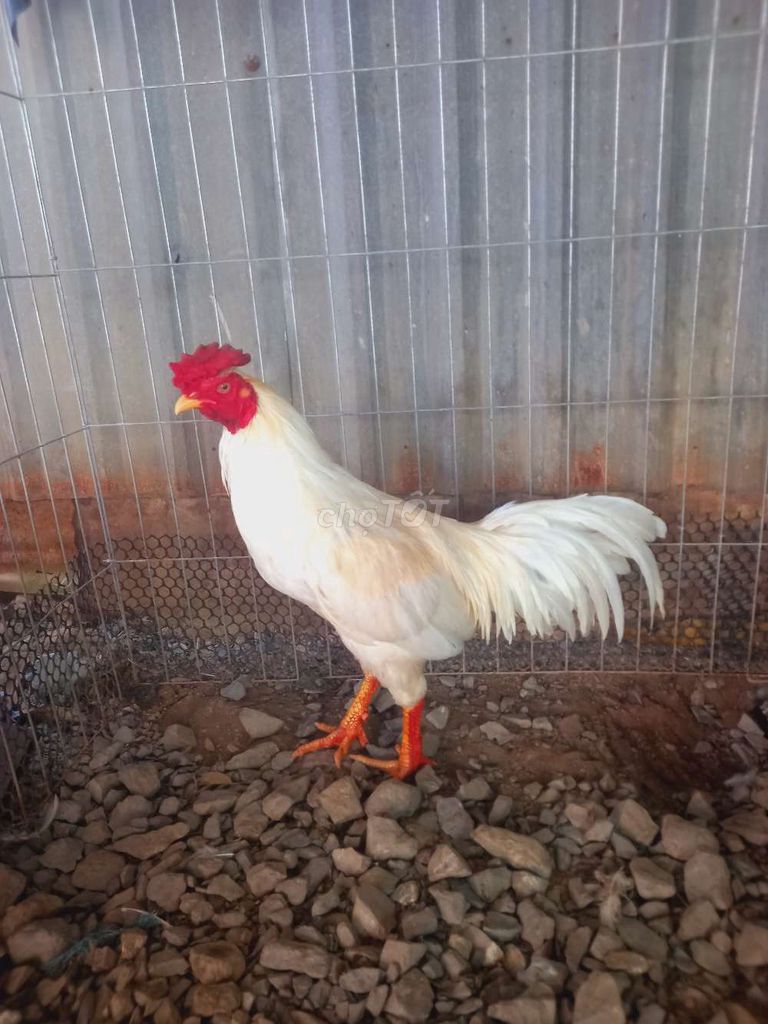 Gà chọi Út Thái Mỹ 3.2kg Đực. Mua bán Gà tại Quận Thốt Nốt Cần Thơ được đăng bởi Văn Tính  hình 1