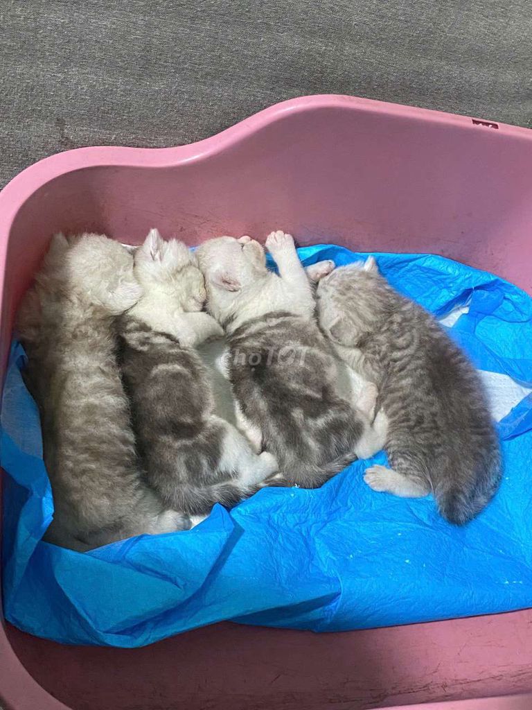 Mèo ALN thuần chủng đực màu tabby. Mua bán Mèo tại Thành phố Biên Hòa Đồng Nai được đăng bởi hòa nguyễn hình 1