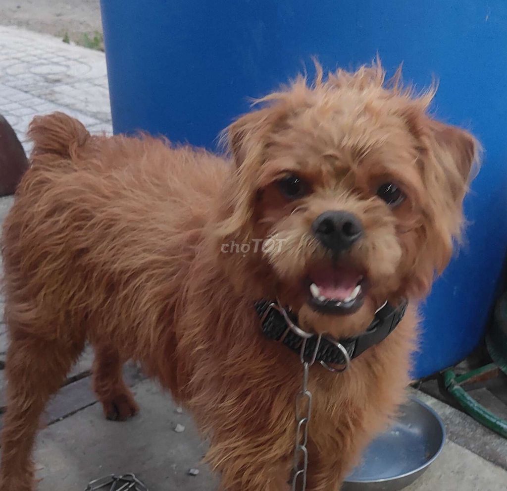 Chó Poodle lai Bull 1 tuổi. Mua bán Chó tại Huyện Châu Thành Sóc Trăng được đăng bởi Mai anh  hình 1