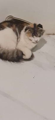 Mèo maine coon cái tai cụp tam thể 9 tháng tuổi. Mua bán Mèo tại Huyện Gia Lâm Hà Nội được đăng bởi Bánh Gạo