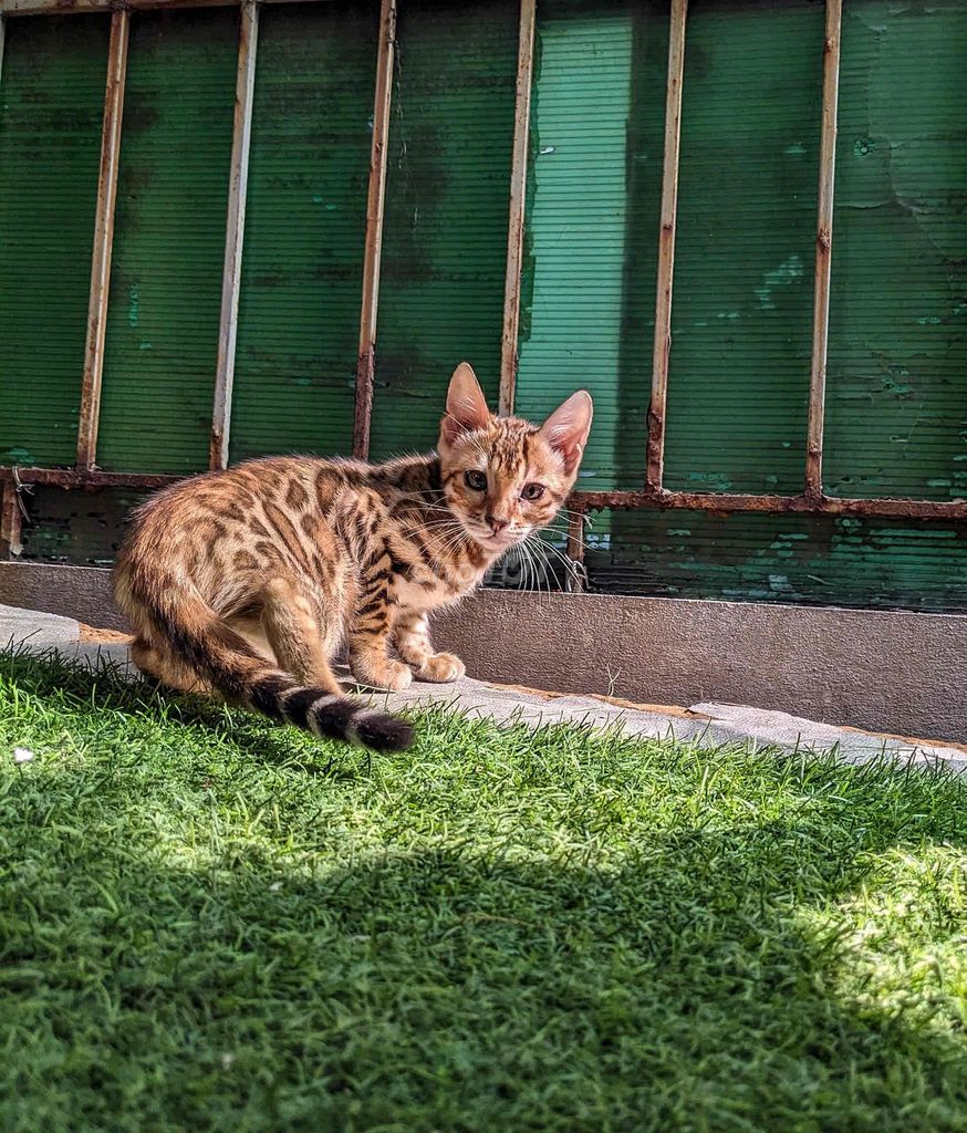 Mèo Bengal thuần chủng