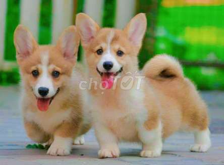 Chó corgi thuần chủng mông to _ chó Corgi nhà đẻ