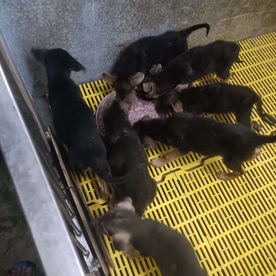 Bécgie Đức lai với Nga rất khủng