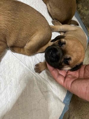 nhà có 4 con poodle cà đàn chó lại Pug cần bán.. Mua bán Chó tại Quận Cầu Giấy Hà Nội được đăng bởi Nguyễn tiến Mạnh