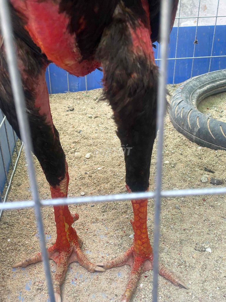 Gà chọi 3kg Đực. Mua bán Gà tại Huyện Gò Dầu Tây Ninh được đăng bởi Ten Nguyen hình 1