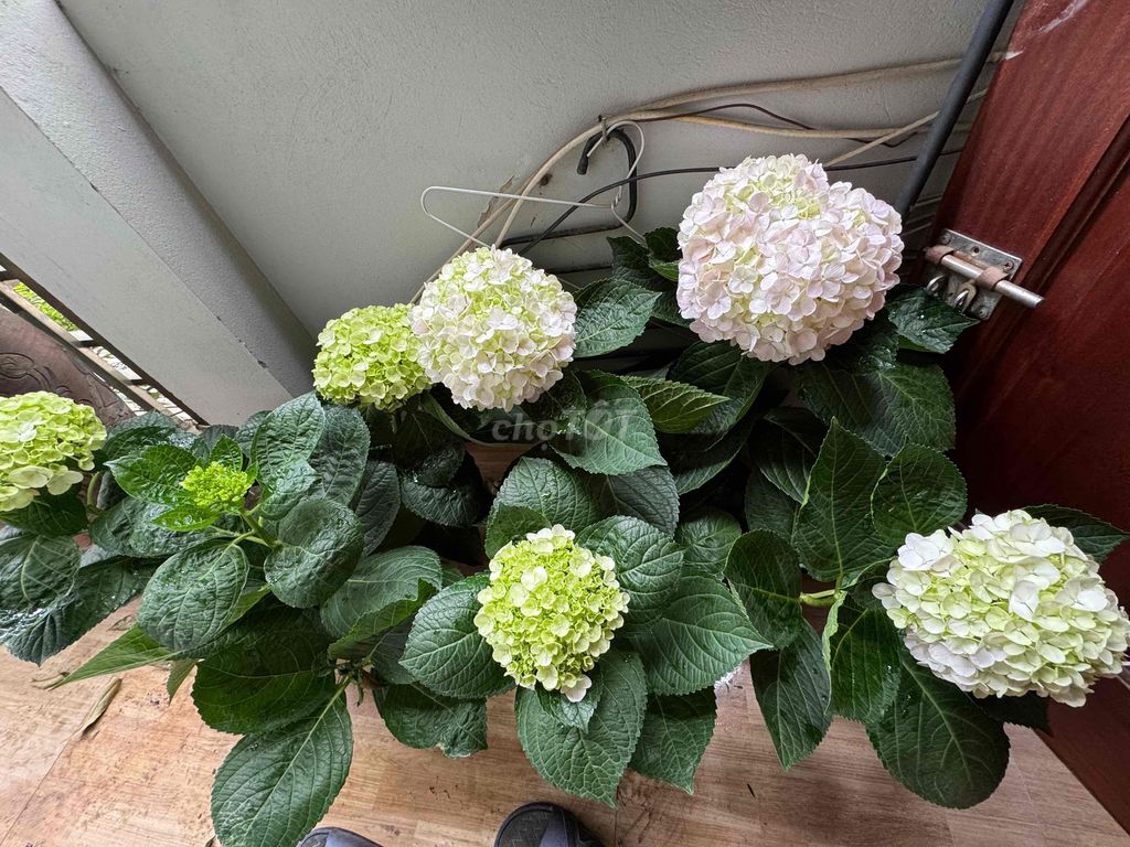 Cây cảnh Cẩm tú cầu 2 cây như ảnh to đẹp. Mua bán Cây cảnh, đồ trang trí tại Quận Nam Từ Liêm Hà Nội được đăng bởi Nguyen hình 1