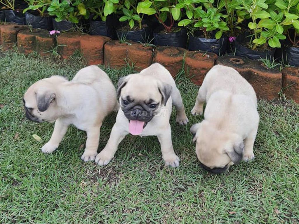 PUG MẶT XỆ MẬP Ú. Mua bán Chó tại Quận Hoàng Mai Hà Nội được đăng bởi O PET  Thế Giới Thú Cưng hình 1