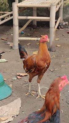 Gà tre bộ đội. Mua bán Gà tại Thành phố Thủ Dầu Một Bình Dương được đăng bởi Phương Lưu