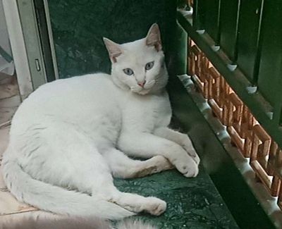 Mèo Trắng, mắt xanh, hơn 1 tuổi