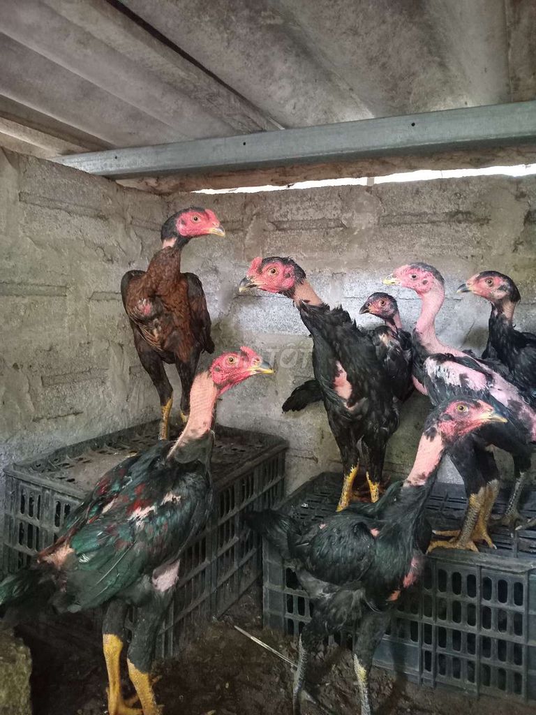 choai dòng ô rồng. Mua bán Gà tại Huyện Thường Tín Hà Nội được đăng bởi Trần Tú hình 1