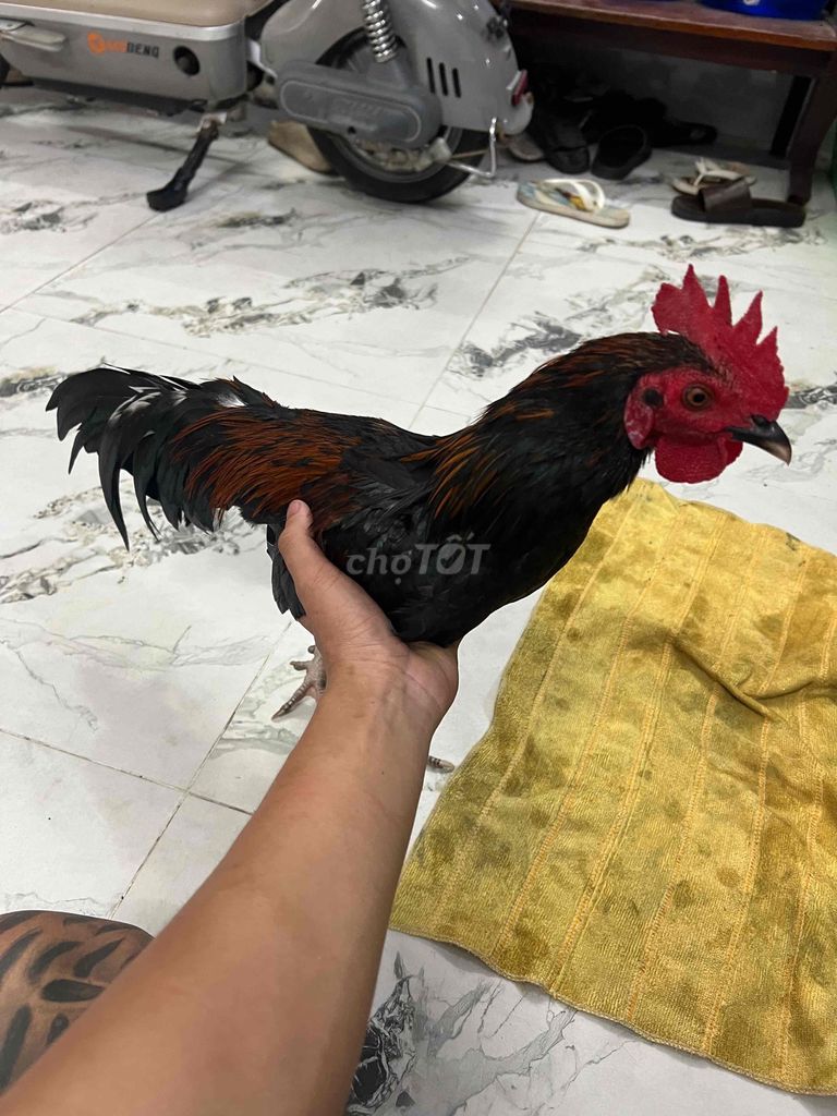 Gà tơ 1.37kg Đen, đỏ, nâu. Mua bán Gà tại Huyện Cần Giuộc Long An được đăng bởi Tuananh hình 1