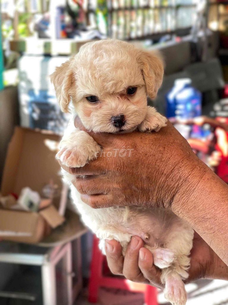 Chó Poodle đực 45 ngày tuổi. Mua bán Chó tại Huyện Cần Giuộc Long An được đăng bởi Nhựt Vy hình 1