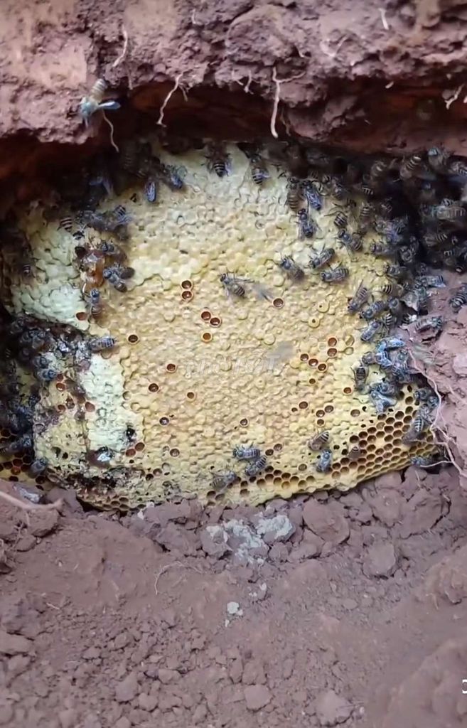Mật ong rừng Gia Lai nguyên chất