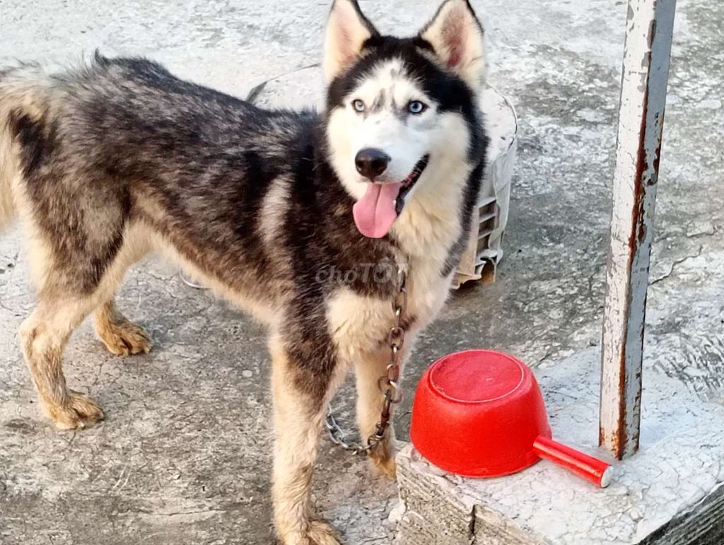Chó Husky Cái Đen trắng Lông bóng. Mua bán Chó tại Thành phố Vũng Tàu Bà Rịa - Vũng Tàu được đăng bởi Nhân Rottweiler  hình 1