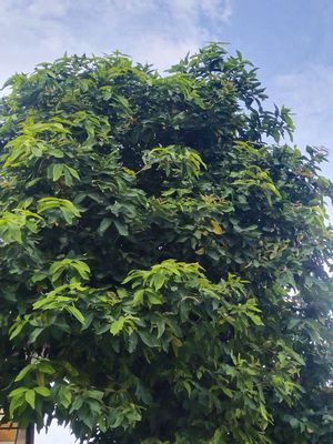 Cần bán cây mận Ấn ĐỘ siêu to khổng lồ. Mua bán Cây cảnh, đồ trang trí tại Thành phố Biên Hòa Đồng Nai được đăng bởi TRẦN DƯƠNG