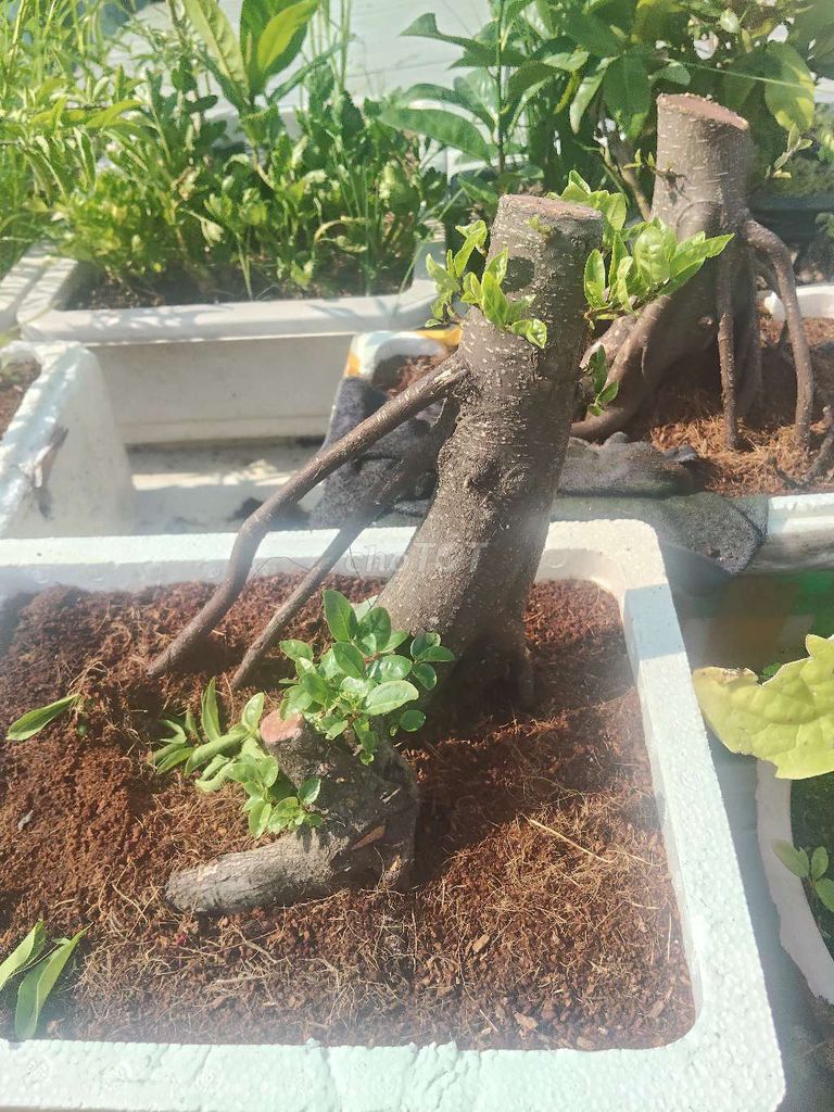 Phôi cây cảnh Gỗ Búp hồng Nâu. Mua bán Cây cảnh, đồ trang trí tại Quận 6 Tp Hồ Chí Minh được đăng bởi Ragiachau hình 1
