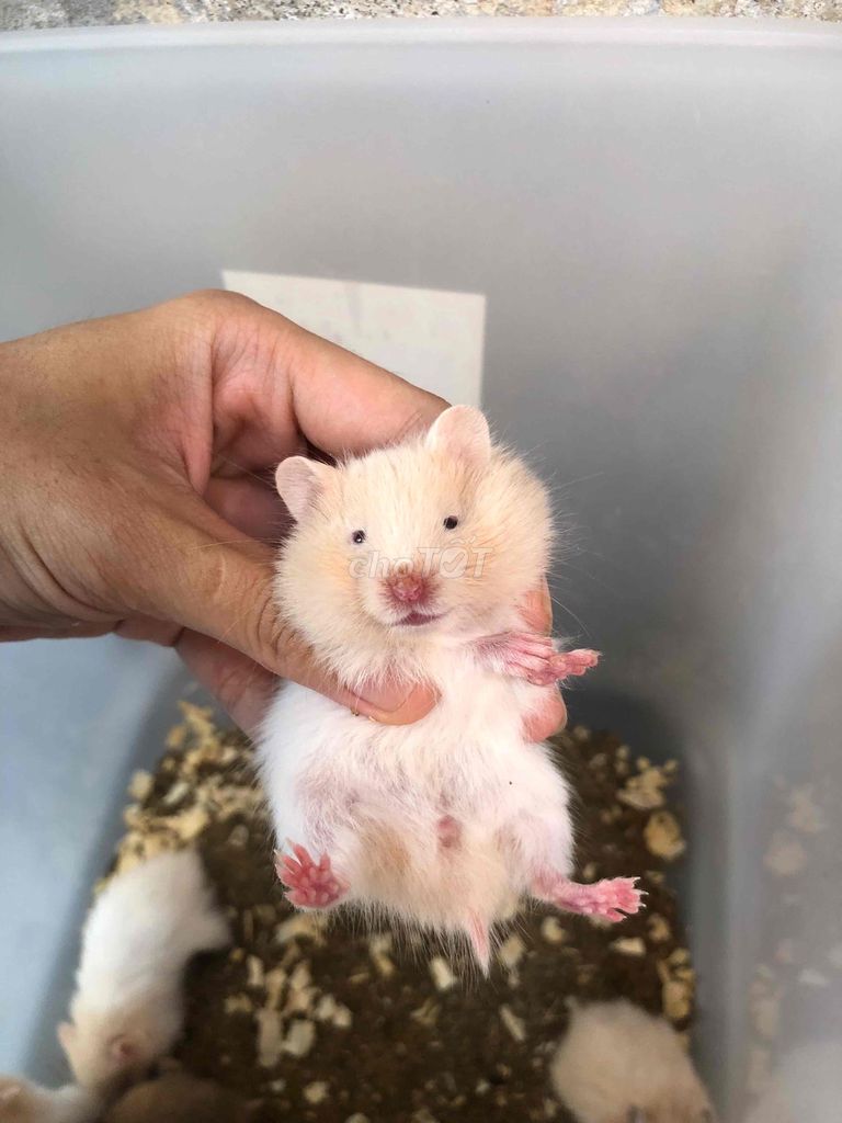 Hamster Bear xù mơ lai form to. Mua bán Thú cưng khác tại Quận Bình Tân Tp Hồ Chí Minh được đăng bởi Ở trọ bày đặt bán chụtt hình 1