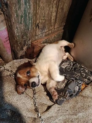 Chó Poodle trắng nâu khỏe mạnh nhanh nhẹn