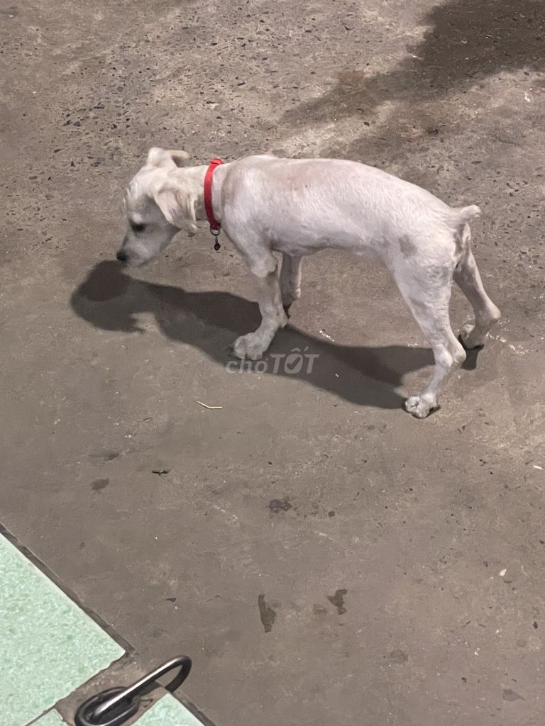 vì không có thoài gian chăm sóc bé. Mua bán Chó tại Huyện Bàu Bàng Bình Dương được đăng bởi Đề Seven hình 3