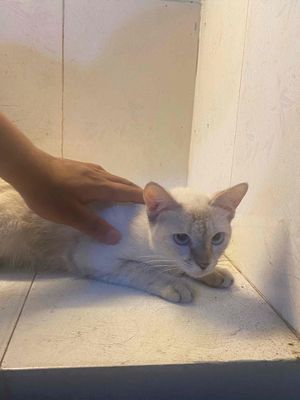 CẦN TÌM NHÀ CHO MÈO , PASS RẺ. Mua bán Mèo tại Quận Gò Vấp Tp Hồ Chí Minh được đăng bởi Ngọc Mai