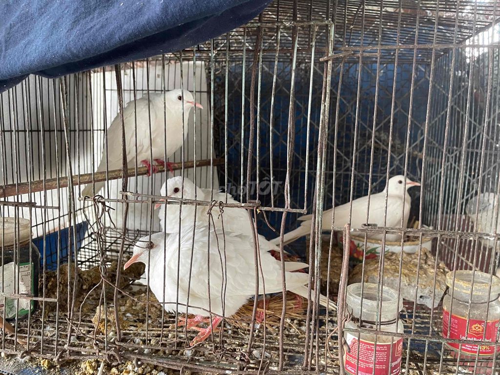 Chim Gáy Thái Trắng 5 tháng tuổi. Mua bán Chim tại Quận Long Biên Hà Nội được đăng bởi le hình 1