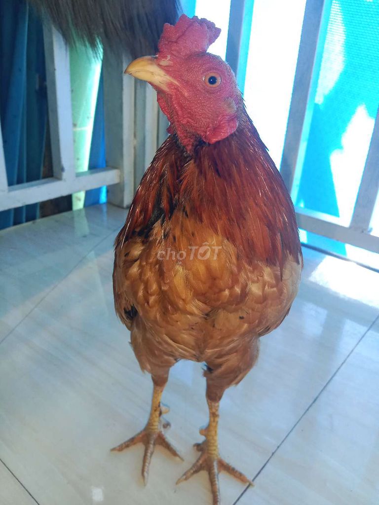 Gà tre Nâu đỏ 700gram. Mua bán Gà tại Huyện An Phú An Giang được đăng bởi Tường Nguyễn Trương Khánh hình 1