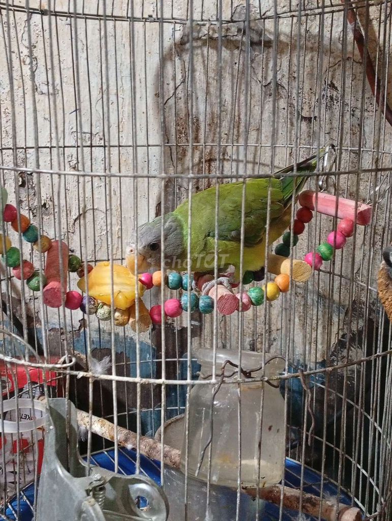 Chim Xanh đã qua sử dụng. Mua bán Chim tại Quận 5 Tp Hồ Chí Minh được đăng bởi 24 Phạm Ban Đại la Thiên hình 1