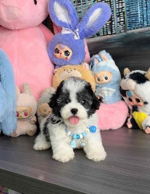 Chó Poodle Tinyteacup