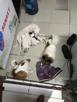 cho con. Mua bán Chó tại Quận Ninh Kiều Cần Thơ được đăng bởi Nguyễn quang cường