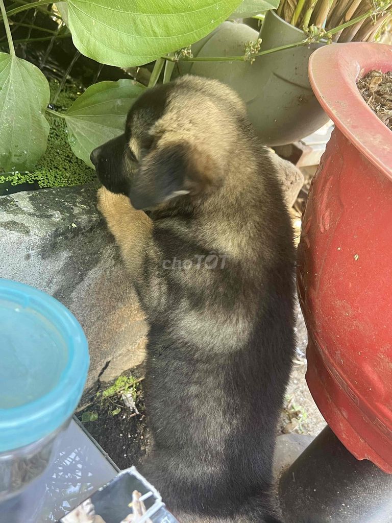 Chó Đen Nâu. Mua bán Chó tại Thị xã Điện Bàn Quảng Nam được đăng bởi tiên son hình 1