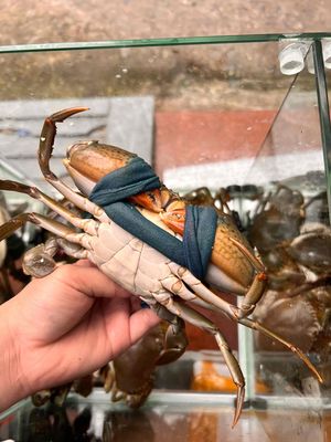 cua thịt Cà Mau bao ăn, bao gạch 220. Mua bán Đồ ăn, thực phẩm và các loại khác tại Quận Bình Tân Tp Hồ Chí Minh được đăng bởi ĐẶC SẢN CÀ MAU 