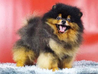 Phối Pomeranian BlackTan Đực Nhập Thailand. Mua bán Chó tại Huyện Hóc Môn Tp Hồ Chí Minh được đăng bởi Xe tự lái
