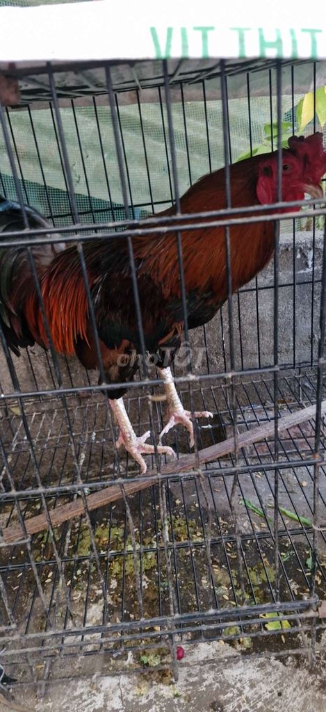 Gà nòi 3kg Đực Nâu đỏ. Mua bán Gà tại Huyện Nhà Bè Tp Hồ Chí Minh được đăng bởi nguyễn tri phương hải long hình 1