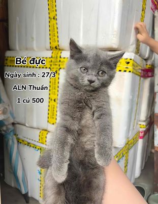 2 Bé Mèo ALN Thuần Siêu Đẹp