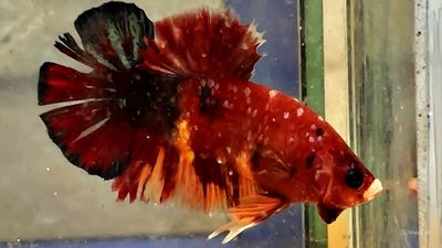 koi red nemo. Mua bán Thú cưng khác tại Quận Bình Thạnh Tp Hồ Chí Minh được đăng bởi Nguyễn Trung Hiếu