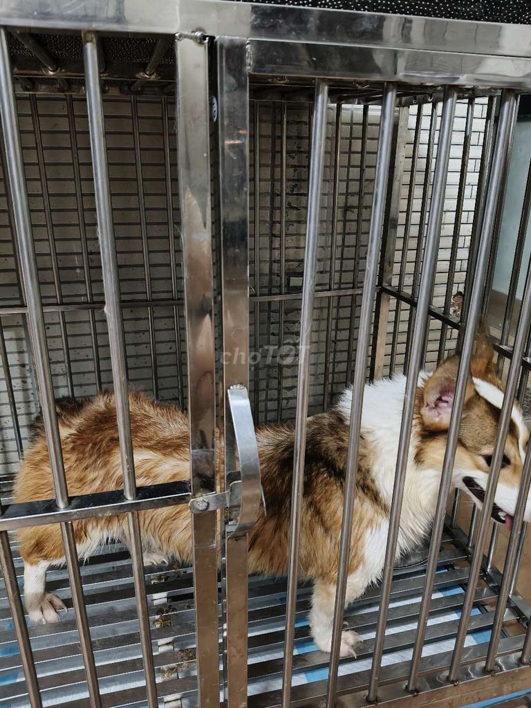Chó Corgi cái gần 1 tuổi đã tiêm. Mua bán Chó tại Quận Sơn Trà Đà Nẵng được đăng bởi Khánh Huyền hình 1