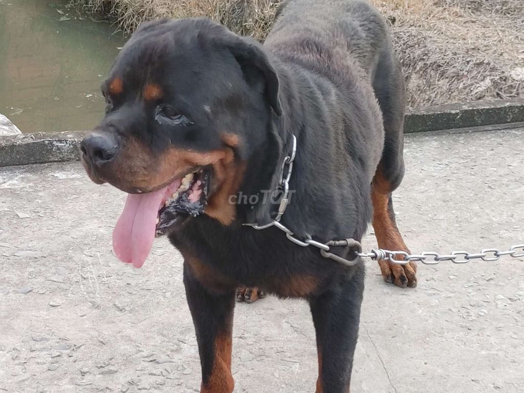 Chó Rottweiler Đực Thuần chủng. Mua bán Chó tại Thành phố Vũng Tàu Bà Rịa - Vũng Tàu được đăng bởi Nhân Rottweiler  hình 3