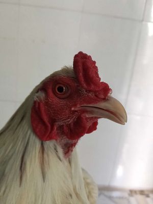Bướm tơ 2kg3 bán hoặc gl tre. Mua bán Gà tại Quận Bình Tân Tp Hồ Chí Minh được đăng bởi Quang Đại