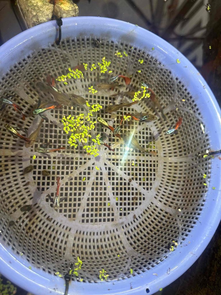 Cá cảnh 7 màu Dumbo. Mua bán Thú cưng khác tại Quận Bình Thuỷ Cần Thơ được đăng bởi LQ Store hình 1