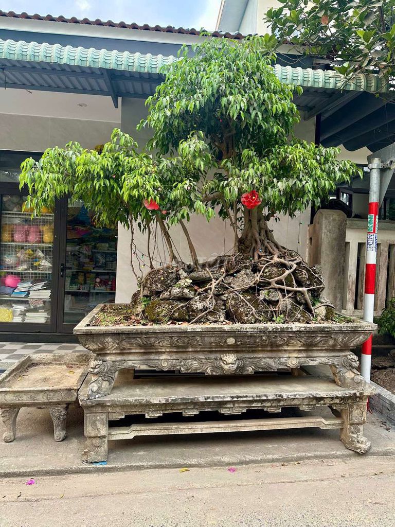 Chậu cây cảnh Bonsai Đá 2.5x1.5m. Mua bán Cây cảnh, đồ trang trí tại Huyện Hòa Vang Đà Nẵng được đăng bởi Bùi Đức Lâm hình 1