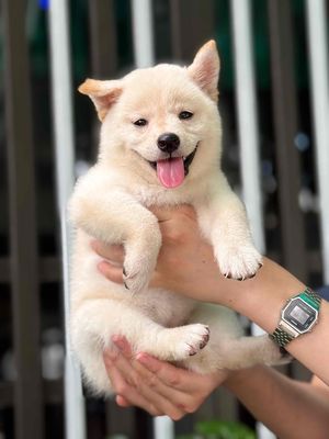 shiba inu Đà Nẵng , 55 thái thị bôi. Mua bán Chó tại Quận Thanh Khê Đà Nẵng được đăng bởi Anh Thy Nguyen