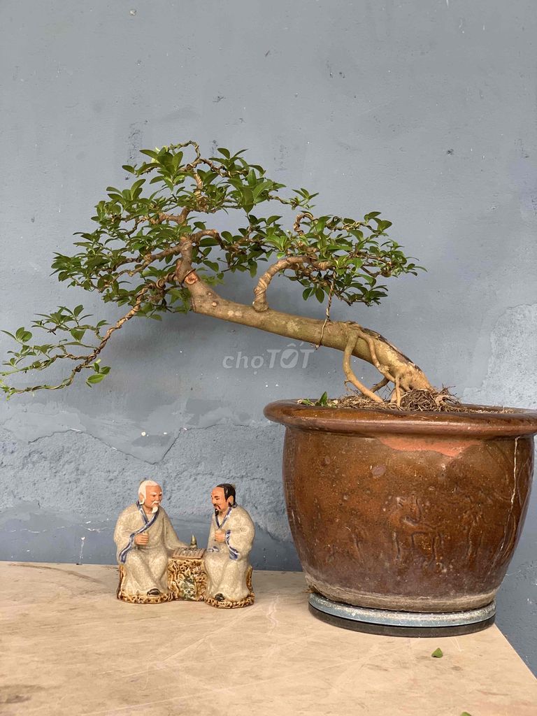 Cây Chanh Bonsai VIP