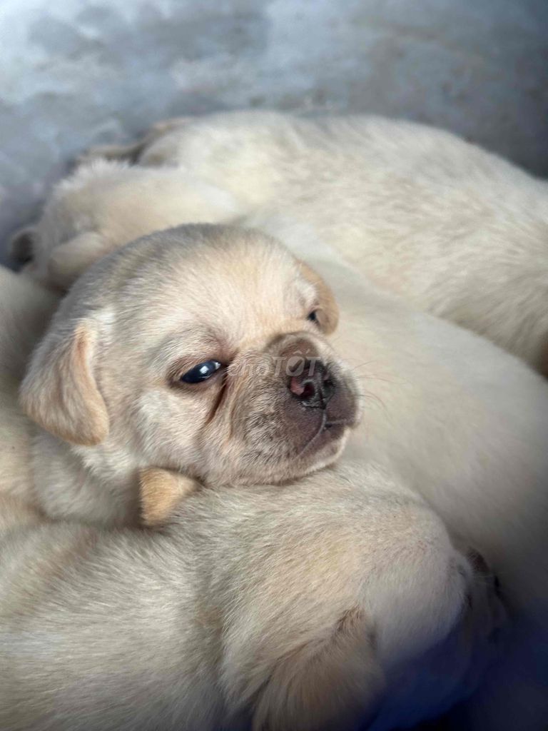 Pug lai Poodle Trắng. Mua bán Chó tại Thành phố Biên Hòa Đồng Nai được đăng bởi Dương Ngọc Ánh hình 2