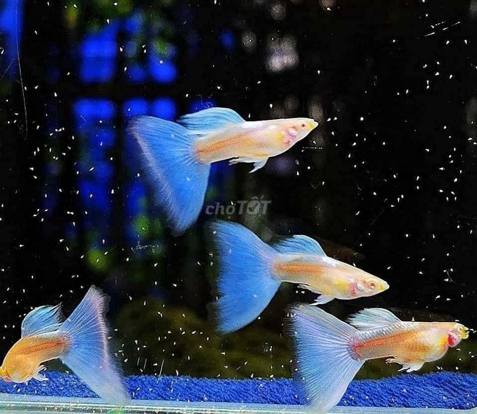 Cá cảnh 7 màu Blue Topaz ánh xanh thướt tha (1cặp)