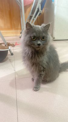 Mèo Ba Tư lai Xám hơn 6 tháng