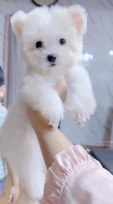 Poodle tini tai bướm. Mua bán Chó tại Quận 7 Tp Hồ Chí Minh được đăng bởi nhi nguyen