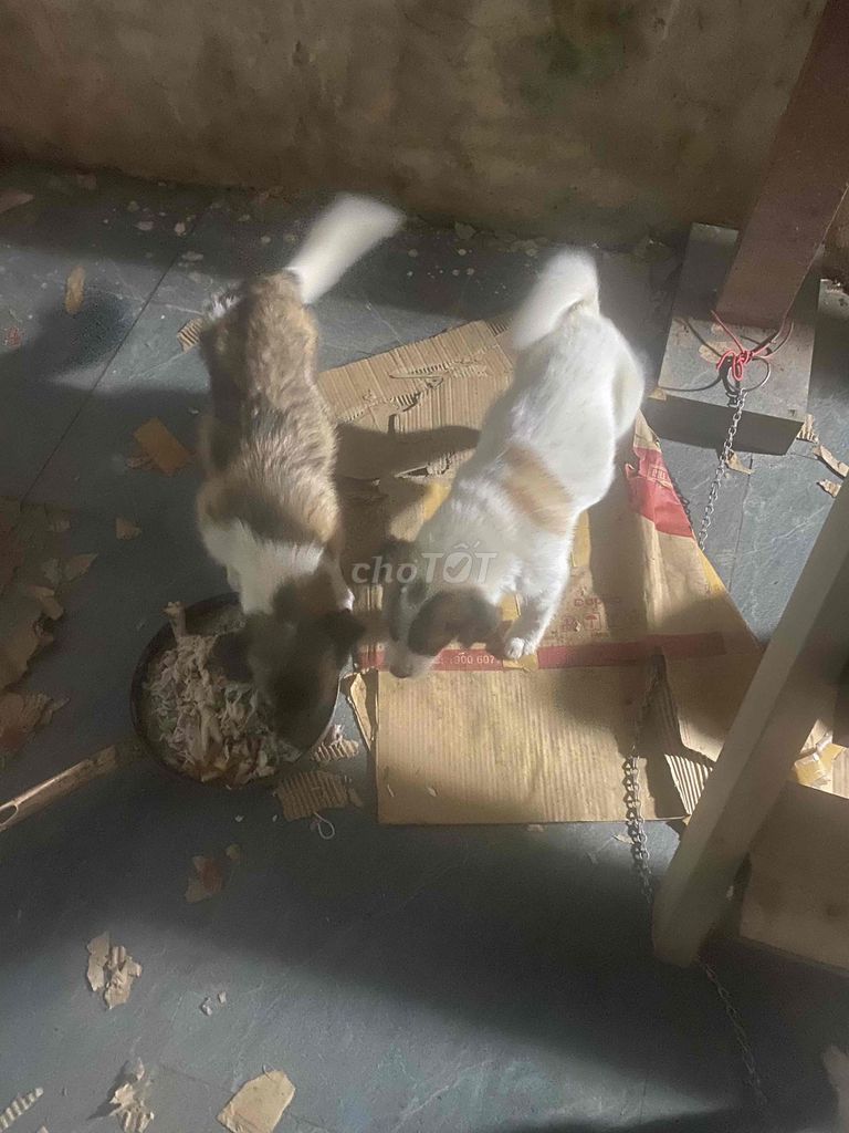 Chó Nâu Trắng Hà Đông. Mua bán Chó tại Quận Hà Đông Hà Nội được đăng bởi toàn hình 1